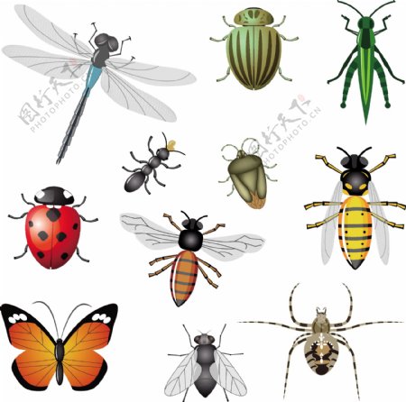 多种昆虫手绘图蝴蝶蜻蜓