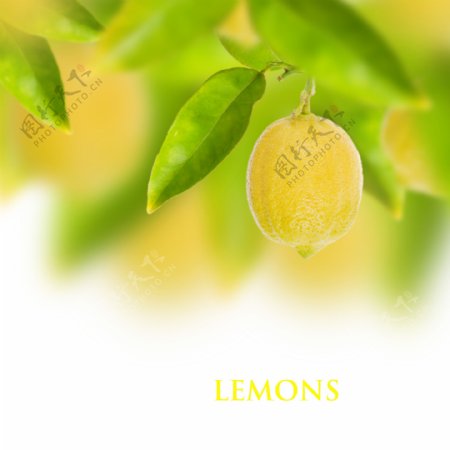 黄色柠檬背景图片