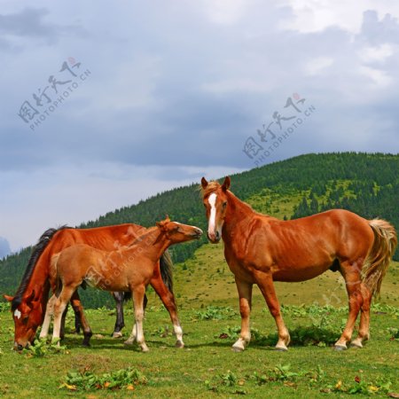 草地上健壮的马匹图片