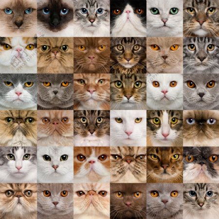 世界各种品种的猫图片下载