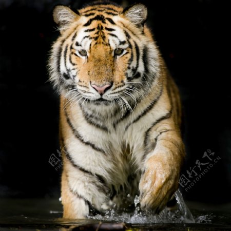 水中奔跑的老虎摄影