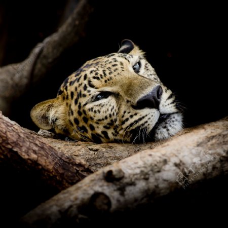 睡在树枝上的豹子
