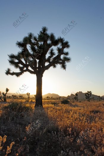 加利福尼亚约书亚的树在日落