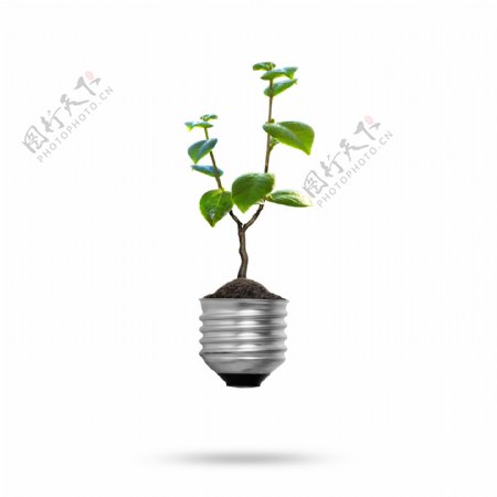 电灯上的植物