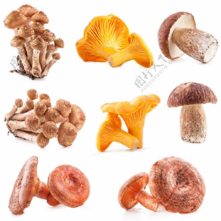 蘑菇菌类摄影图片