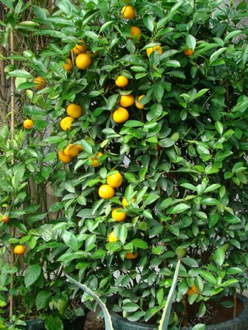 橘子满树