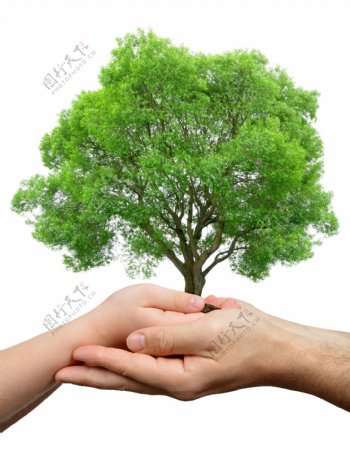 创意呵护树木手势高清图片