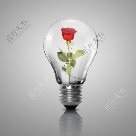 灯泡里的玫瑰花图片