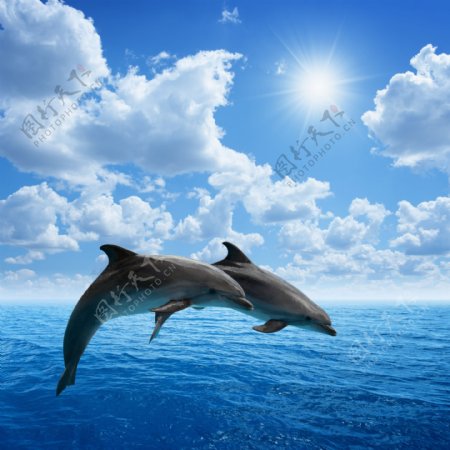 海面跳跃的海豚