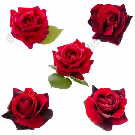 5朵玫瑰花