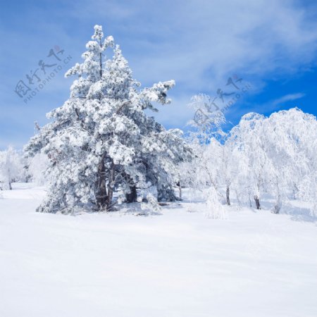 下雪的景观