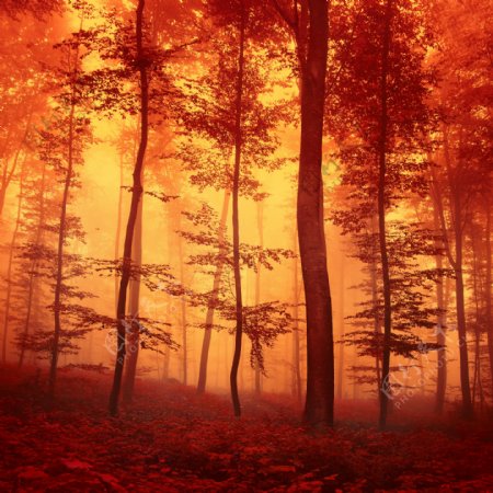 森林里的红色树木