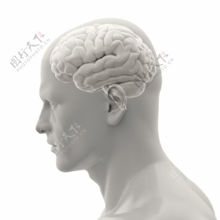 男性大脑模型图片