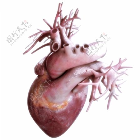 心脏血管图片