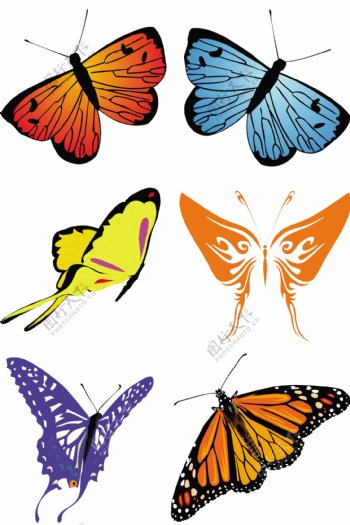 蝴蝶素材图片