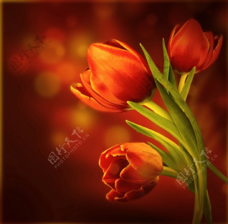 红色郁金香花卉图片