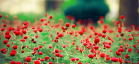 唯美红色罂粟花海图片