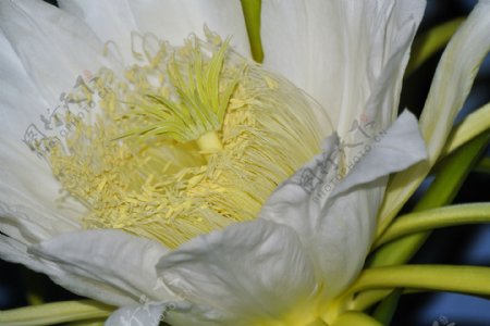 白色的火龙果花