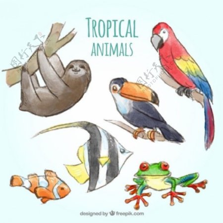 水彩画热带动物收藏