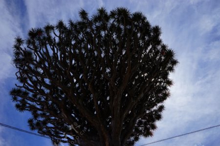 加那利岛龙树