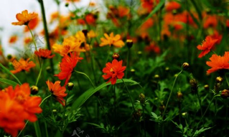 橙色硫华菊花卉