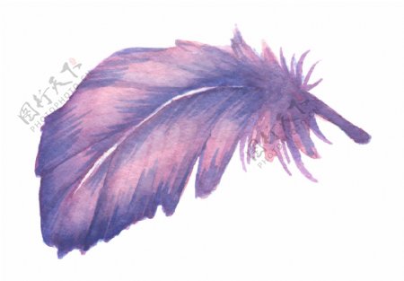 紫红色弯曲羽毛图片素材