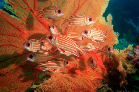 一群红色条纹的鱼图片