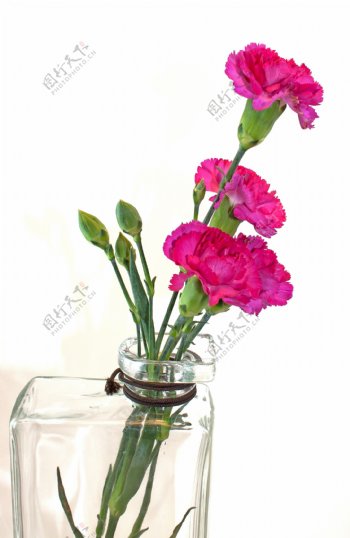 花瓶中的粉红色的康乃馨