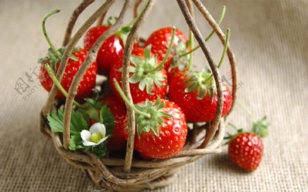 麻袋草莓新鲜草莓