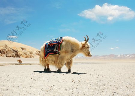 西藏高原上的牦牛图片