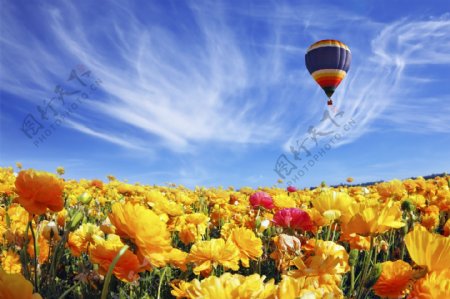 热气球与花海图片