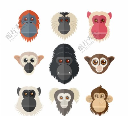 创意猴子和猩猩头像矢量素材