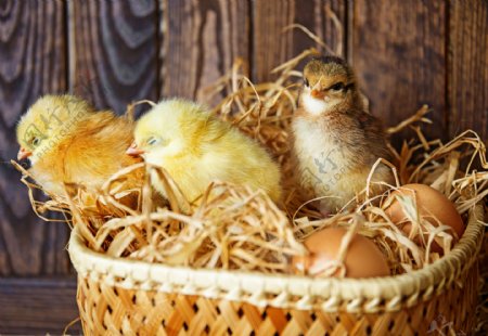 框子里的小鸡和鸡蛋