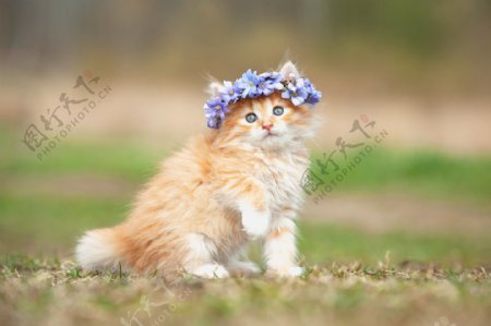漂亮的花朵小猫