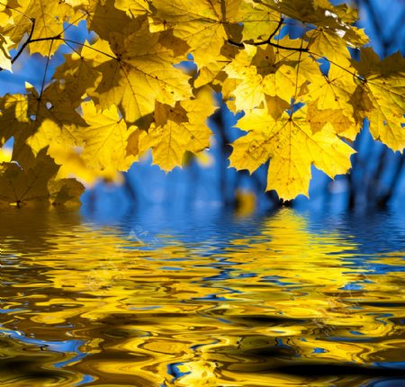 黄色枫叶水景图片