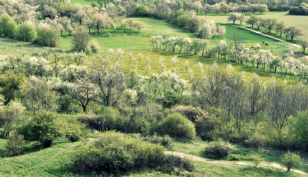 春天树木风景图片