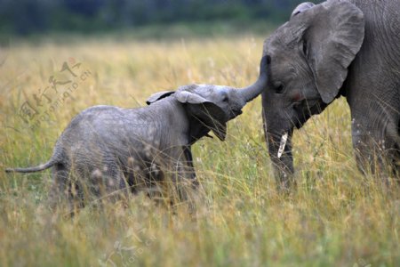 小象和母象