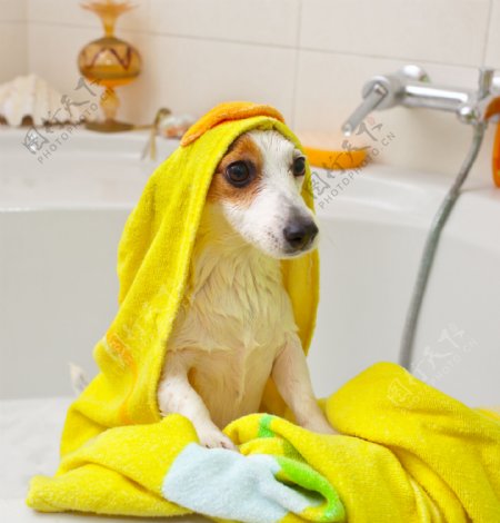 洗完澡的小狗图片