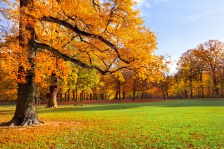 秋天树林草地风景摄影