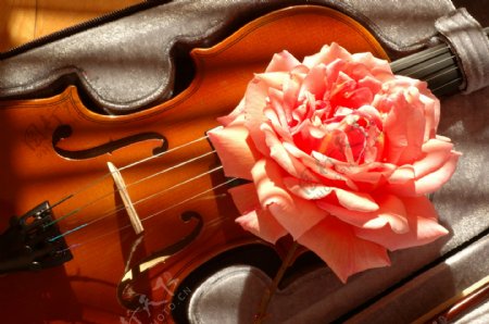 小提琴与花朵