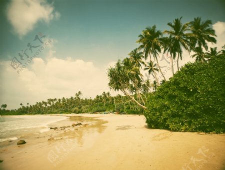 椰树海岸风景