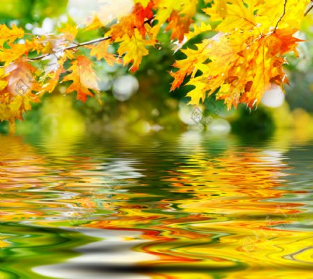 水中倒影枫叶
