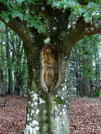 森林中的树脸雕刻