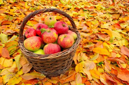 秋天落叶与一篮子红苹果图片
