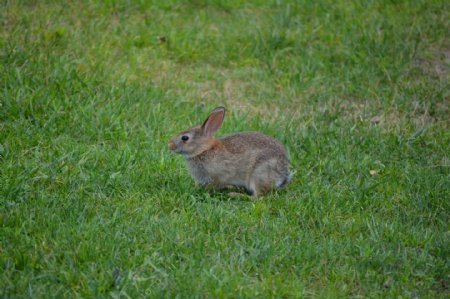 可爱草地小兔子图片