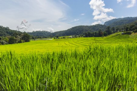 美丽乡村稻田风景图片