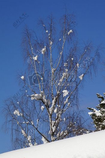 雪原上的枯树