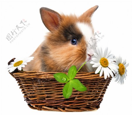 篮子里的兔子与菊花图片