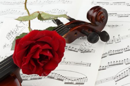 五线谱与玫瑰花小提琴图片