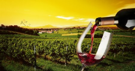 葡萄农场背景的红酒图片